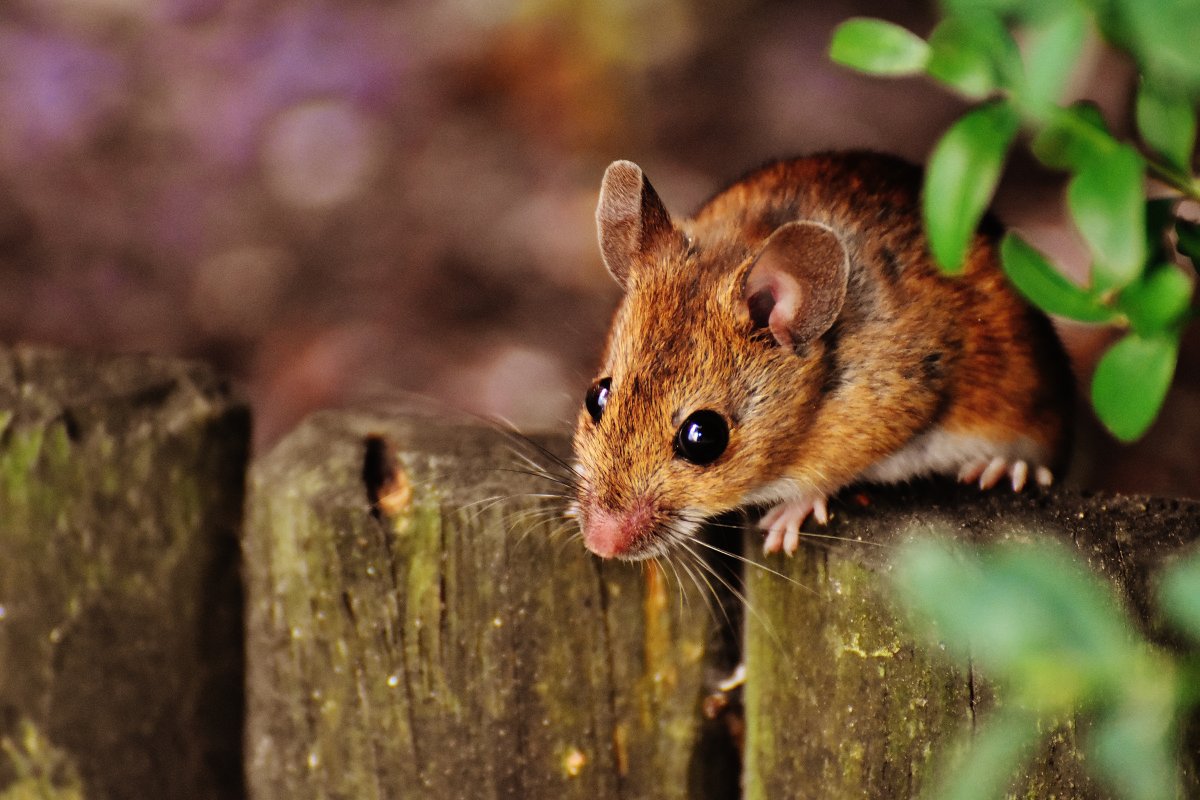 Mice Control and Extermination Stony Plain